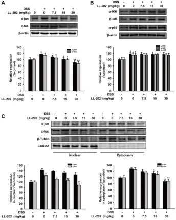 Figure 4: Effects of LL202 on AP-1 and NF-κB signaling in colon tissues of DSS-colitis mice