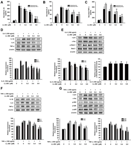Figure 7: Effects of LL202 on the production of pro-inflammatory cytokines and AP-1 signaling in IL-6 or TNF-α stimulated THP-1 cells 