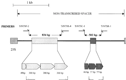 FIG. 1. Schematic representation of the NTS region of T. rubrumlocations of the primer pairs used to amplify these repetitive regions for strain typing are indicated
