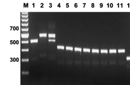 FIG. 4. Ampliﬁcation of the TRS-2 subrepeat element, using primers TrNTSR-1and TrNTSC-1