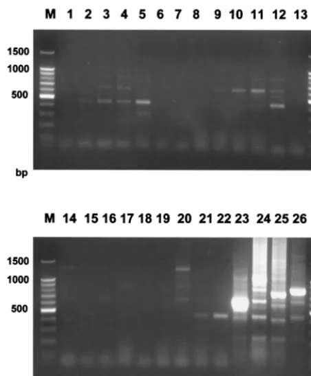 FIG. 5. Speciﬁcity of the PCR. Ampliﬁcation was performed using primersTrNTSF-2 and TrNTSR-4 of 22 different dermatophyte species, plus two labo-