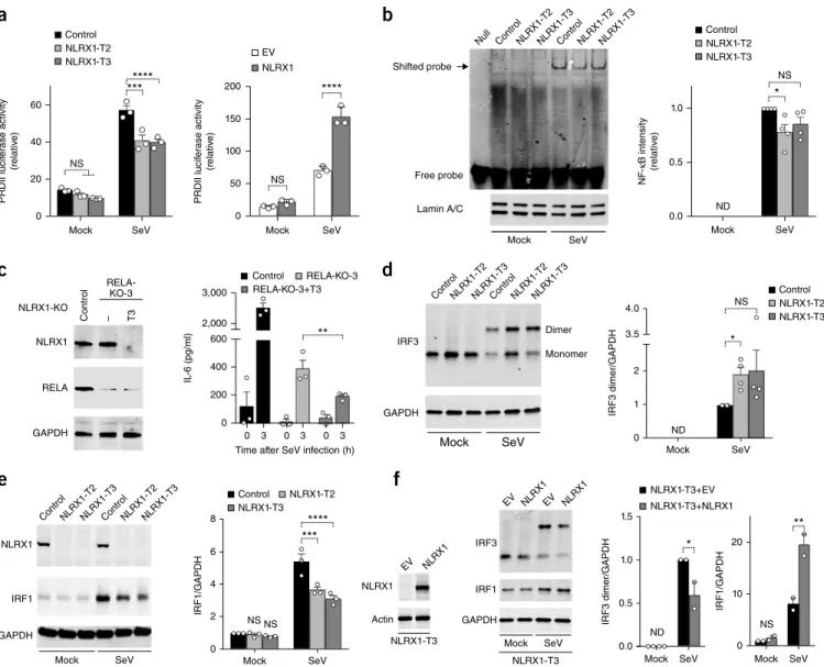 Figure 2  Effect of NLRX1 deficiency on NF- KB signaling and the activation of IRF1 and IRF3 in SeV-infected PH5CH8 cells