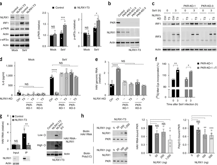 Figure 5  NLRX1 reduces the activation of PKR and subsequent inhibition of protein synthesis by competing for binding to viral RNA