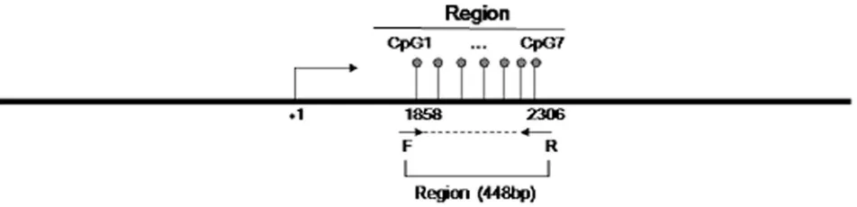 Figure 1: Schematic diagram of the CpG sites in the selected region. The CpG sites are depicted by lollipop markers