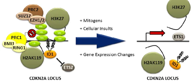 Figure 1.2: Schematic of p16 INK4a  transcriptional regulation 