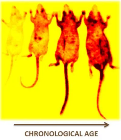 Figure  1.3:  Increased  expression  of  p16 INK4a   ,  or  increased  luminescence  signal,  in  p16 LUC  aging mice demonstrating the relationship between p16 INK4a  and aging in vivo