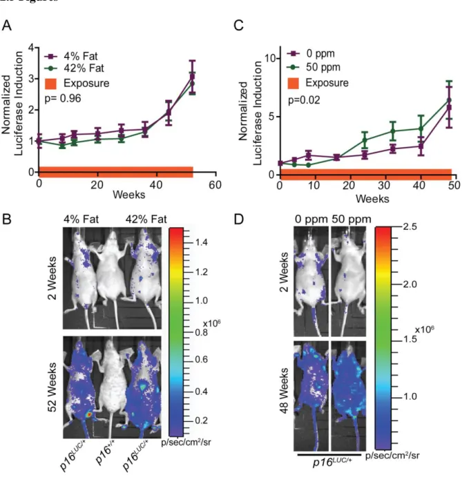 Figure 2.1: High fat diet does not increase p16 INK4a  expression, while arsenic moderately  increases p16 INK4a  expression in p16 LUC  mice