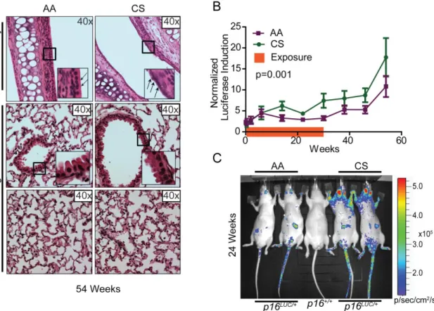 Figure 2.2: Cigarette smoke increases p16 INK4a  expression in p16 LUC  mice. 