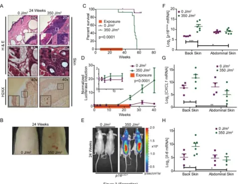 Figure 2.3: UVB light increases p16 INK4a  expression in p16 LUC  mice. 
