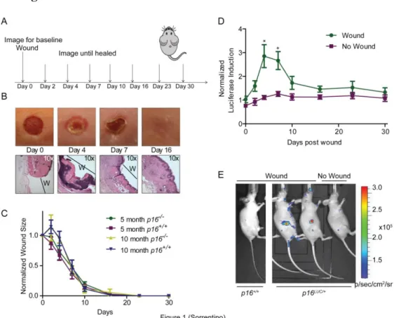 Figure 3.1: Wound healing leads to an induction of p16 INK4a  expression in mice 