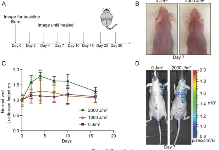 Figure 3.2: UV burn leads to an induction of p16 INK4a  expression in mice