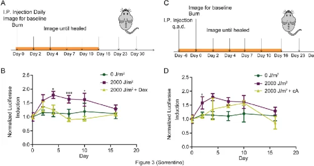 Figure  3.3:  Glucocorticosteriod  and  NfκB  inhibitor  interfere  with  the  transient  induction of p16 INK4a  expression in mice after UV burn 