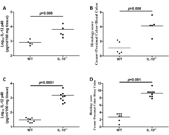 Figure 4.1. Inflammatory changes in the colons of formerly GF mice over time. Levels of IL-12  p40 secreted by colonic tissues from formerly GF WT and IL-10 −/−  mice (A) and SPF raised WT  and IL-10 −/−  mice (C)