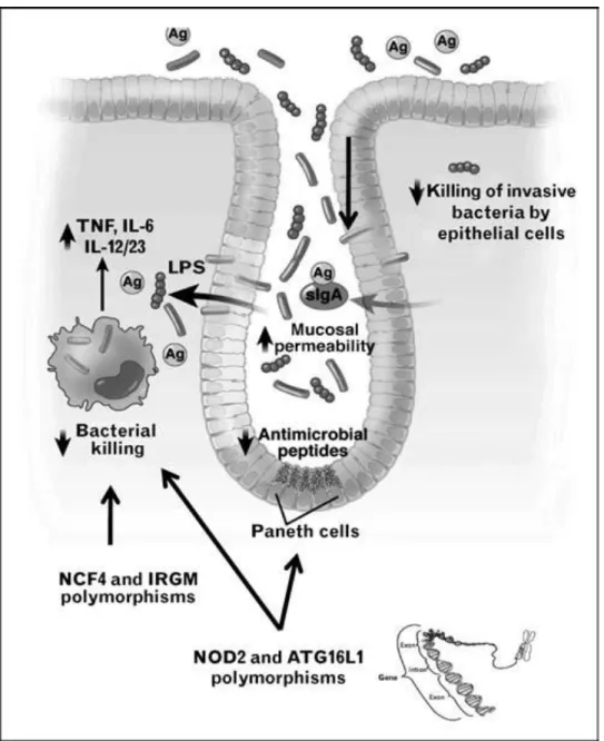 Figure 1.1. Defective containment of commensal bacteria in IBD. 