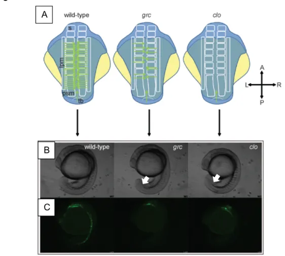 Fig. 1.1. Emergence of the endothelial lineage in zebrafish embryos.  