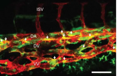 Fig. 1.2. An example of endothelial heterogeneity.  