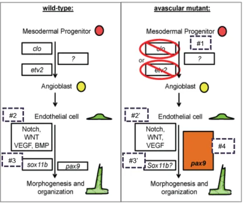 Fig. 1.3. Model incorporating data from this thesis.  