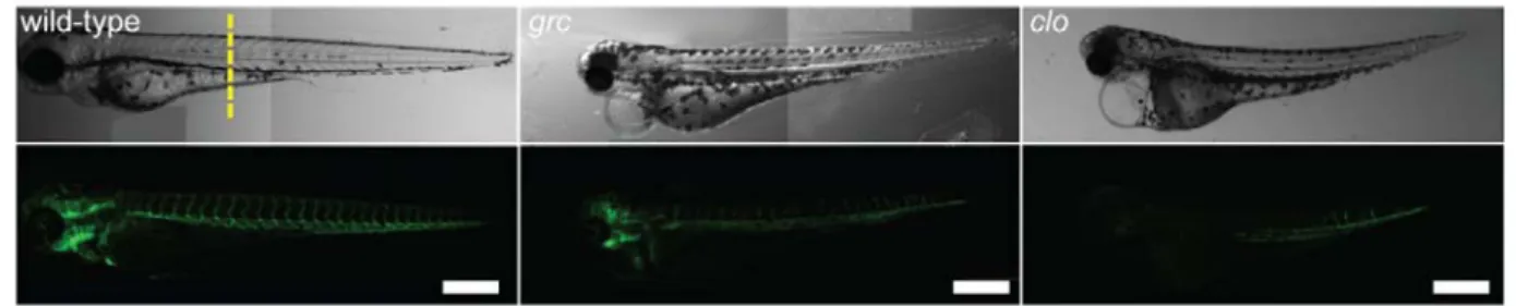 Figure 2.1: Avascular mutant embryos generate endothelial cells at later  stages 