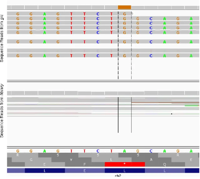 Figure 3.6:  Cloning of grc mutation.  