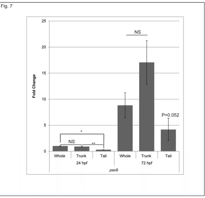 Figure 3.7:  Expression profiling of pax9 within endothelial cells.  