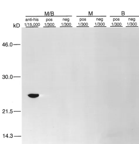 FIG. 3. Slot blot of rMAP2 of E. chaffeensissample buffer containingple buffer withouttoethanol (NT), or in PBS without boiling or mercaptoethanol and with ﬁxing in20% methanol (Meth)
