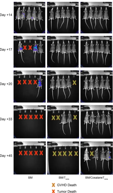 Figure 6. Cosalane-treated T cons remain capable of GVL effects. B6D2 mice were lethally irradiated on day -1