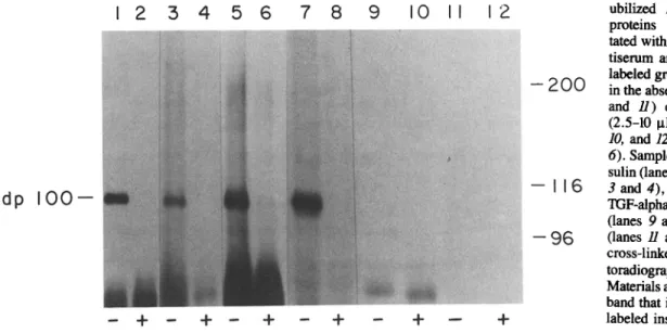 Figure  1.  Affinity  labeling  of  dpl00  with  iodinated  insulin-like  and EGF-like growth factors