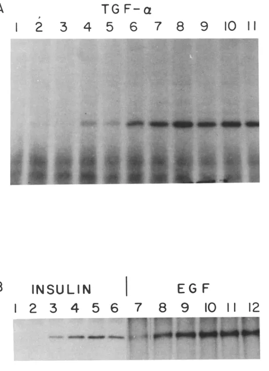 Figure  2.  Affinity labeling  of  dpl00  with  ~25I-insulin in  the  presence  of unlabeled  growth  factors