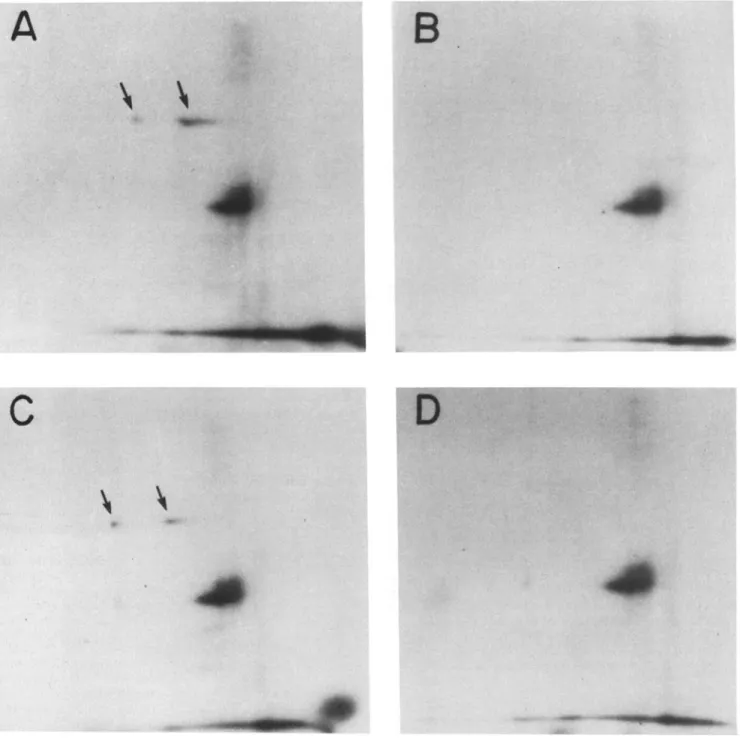 Figure  7. Autoradiograph depicting two-dimensional PAGE of 125I-insulin-labeled dpl00