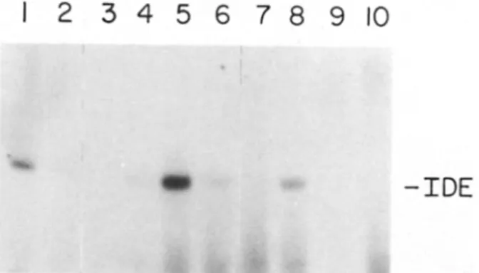 Figure 1.  Autoradiograph depicting affinity labeling of ~251-insulin  or  ~25I-TGF-alpha to  purified IDE