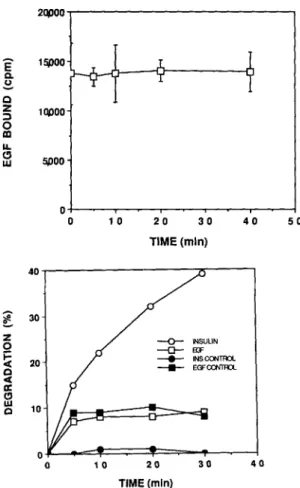 Figure 5.  Immunoprecipitation  of the IDE affinity labeled with in- 