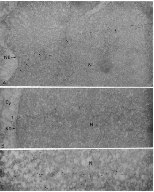 FIG. 5. Electron micrograph showing immunogold labeling of the nucleus of Nef+ cells with a monoclonal anti-actin antibody
