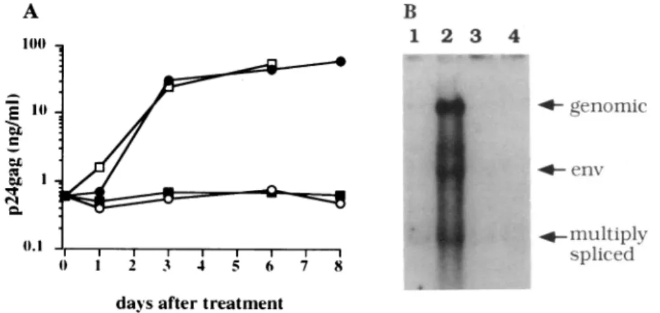 FIG. 2. Effects of Tat on the expression of viral proteins in U1 cells. (A) Tat brings U1 cells out of latency