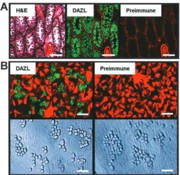 Fig. 1. Detection of spermatogenic cells in testis sections and cultures.