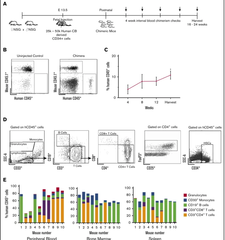 Figure 1. Stable, multilineage chimerism in humanized mice after in utero transplantation of human cord blood CD34 1 cells