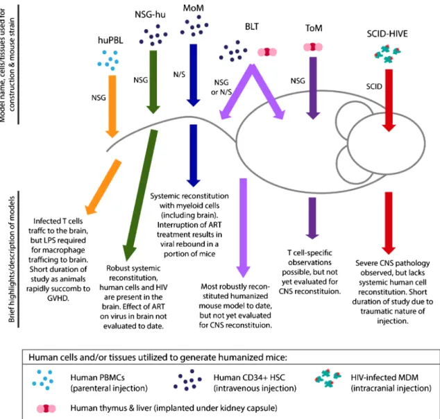 Fig. 1 Schematic of humanized mouse models for evaluating NeuroHIV infection and/or cure strategies