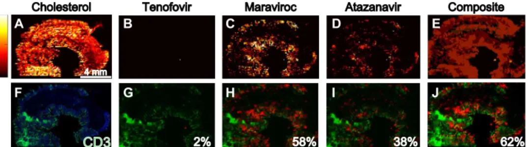 Fig. 1M) due to the limited reconstitution of human T cells into this  compartment, particularly in the case of the hu­HSC­Rag mice (20)