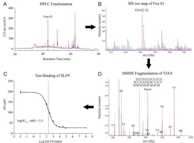 Fig. 1. Direct epitope discovery of WNV epitope SLF9. (A) RP-HPLC profile of HLA-A*0201 peptides from uninfected (blue) and WNV-infected (red) cells