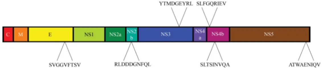 Fig. 2. Location of A*0201 WNV peptide epitopes on the WNV polyprotein. C, nucleocapsid; M, membrane; E, envelope glycoprotein; NS, nonstructural.