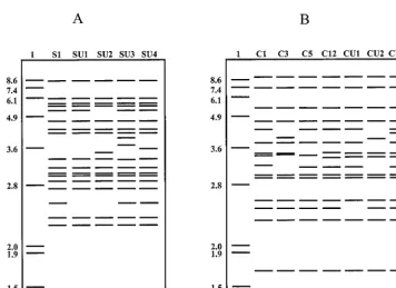 TABLE 3. IS900 BstEII RFLP type for isolates ofM. avium subsp. paratuberculosis from sheep