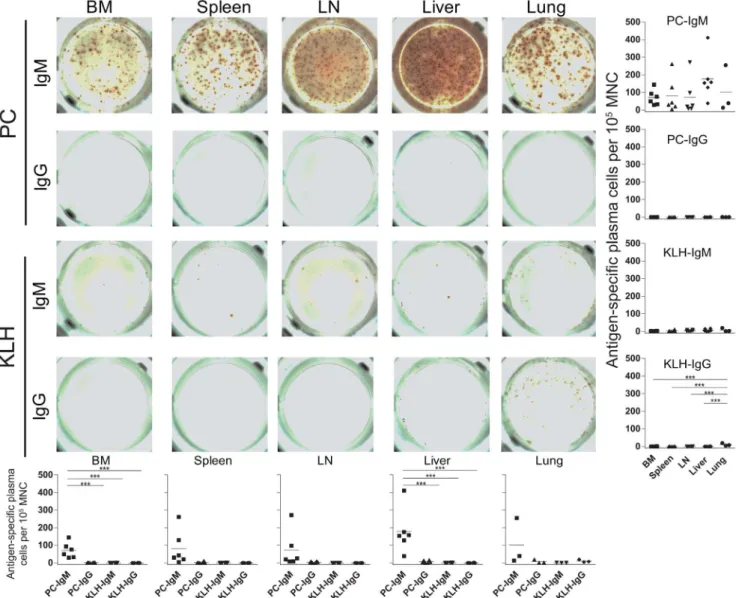 Figure 7. PC-KLH induced systemic production of PC-specific IgM expressing plasma cells in BLT mice