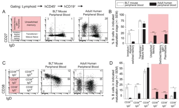 Figure 2. BLT mouse peripheral blood harbors few unswitched and switched memory B cells relative to adult human peripheral blood