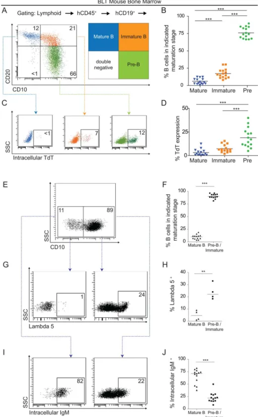 Figure 3. B cell ontogeny in the bone marrow of BLT mice follows canonical patterns. (A–B) Flow cytometry and scatter plots reveal the relative paucity of mature B cells in the BM as defined according to CD10 and CD20 expression