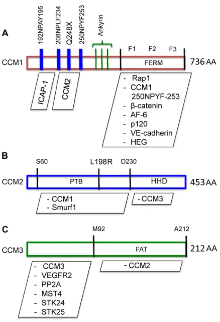 Figure 1.2: Representation of the known structural features of the CCM proteins. 