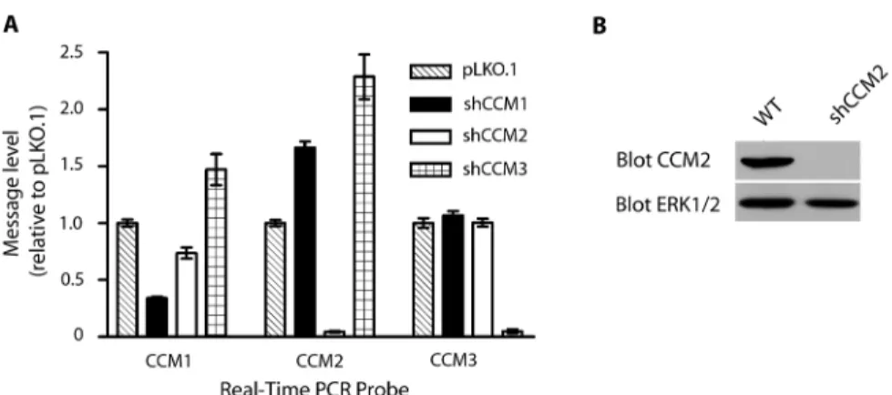 Figure 3.1: Quantitation of shRNA knockdown of CCM expression. (A) Expression of  CCM1, -2, and -3 mRNA in stable lentiviral shRNA infected cells