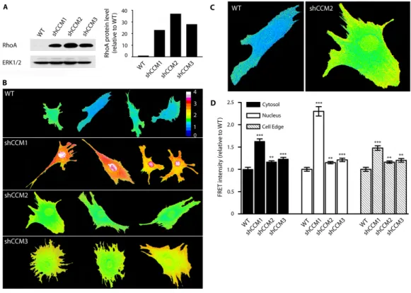 Figure 3.2: RhoA abundance and activity are increased in shCCM1, -2 or -3 