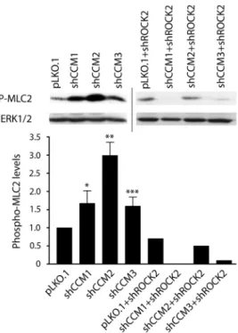 Figure 3.3: Western blot shows an increase in phospho-MLC2 in shCCM1, -2 or -3  endothelial cells, which is lost upon shRNA knockdown of ROCK2