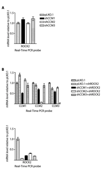 Figure 3.7: Expression levels of CCM1, -2, -3, and ROCK2 in single and double  knockdown stable cell lines