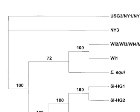 FIG. 2. Variable number of repetitive elements within the anknumber of 81-bp (27-amino-acid) and 51-bp (17-residue) repeats and the ar-rangement of the repeats are shown for the GE examined