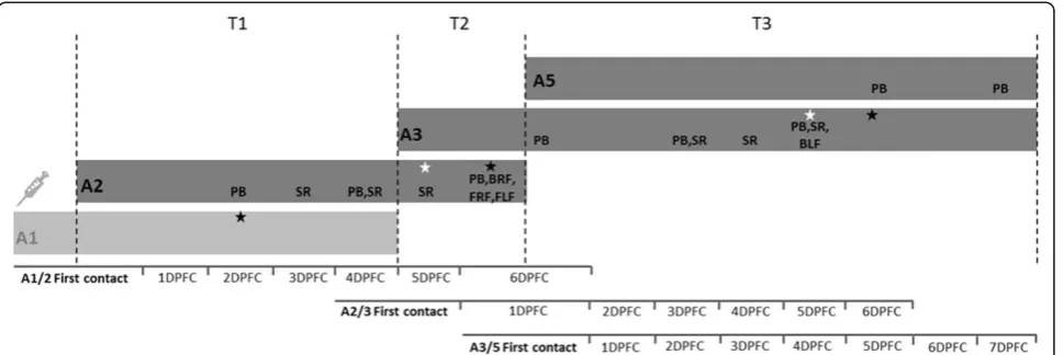 Figure 1 Temporal scheme showing the contact transmission chain between the cattle in the experiment